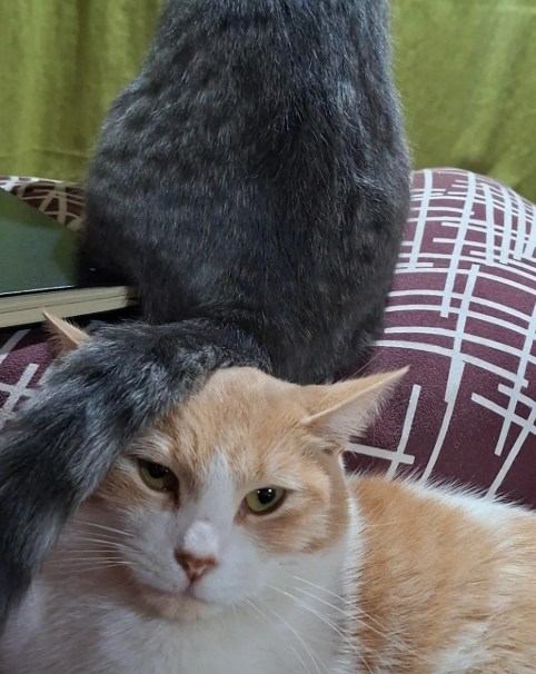 Cheezburger Image 10622686208