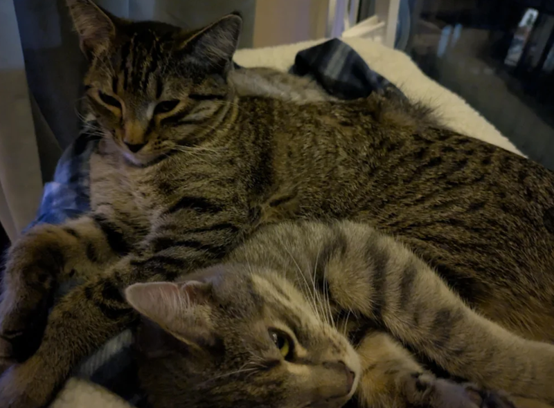 Cheezburger Image 10622696448