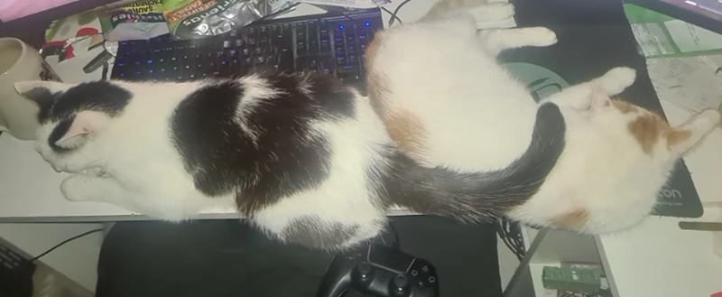 rienas GERIFFELY TAFAKA SAUR rachenzu