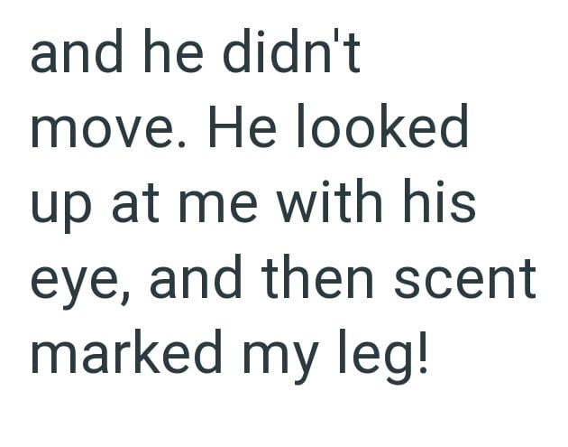and he didn't move. He looked up at me with his eye, and then scent marked my leg!