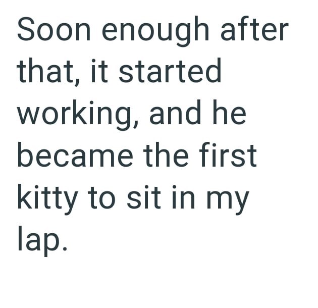 Soon enough after that, it started working, and he became the first kitty to sit in my lap.