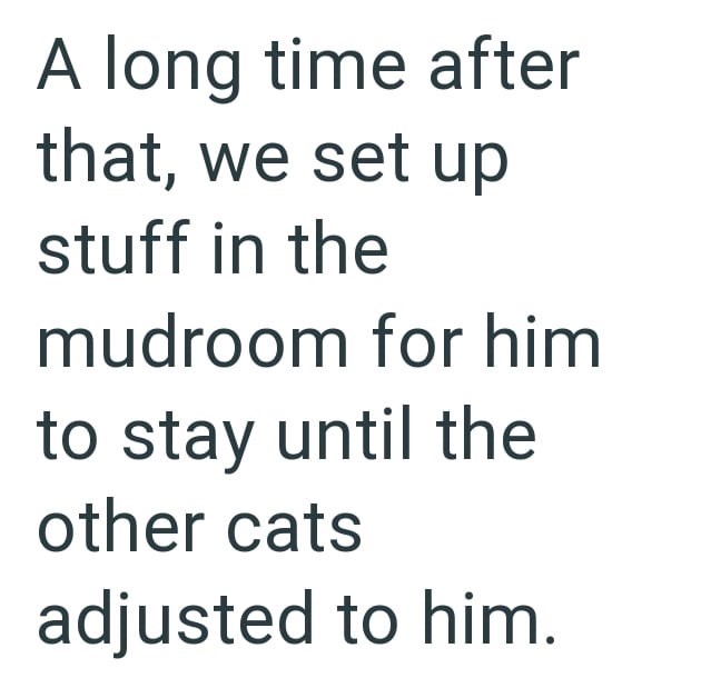A long time after that, we set up stuff in the mudroom for him to stay until the other cats adjusted to him.