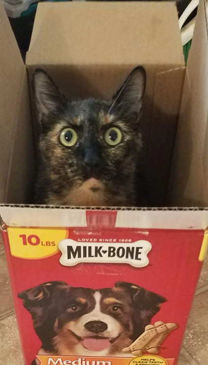 10LBS Ο LOVED SINCE 1908 MILK-BONE Medium HELPS CLEAN TEETH