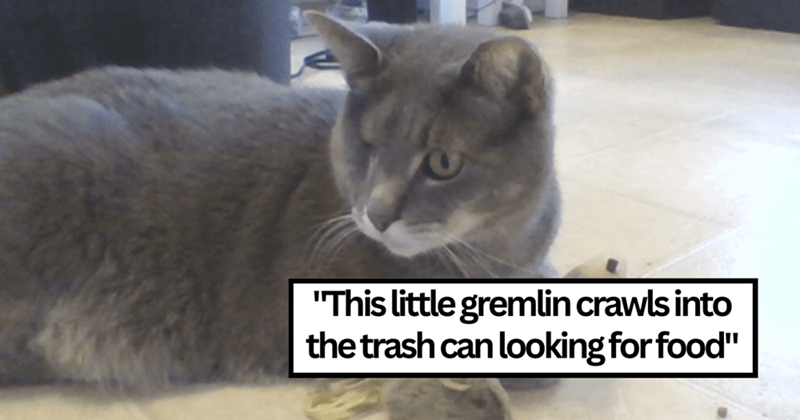 "This little gremlin crawls into the trash can looking for food"