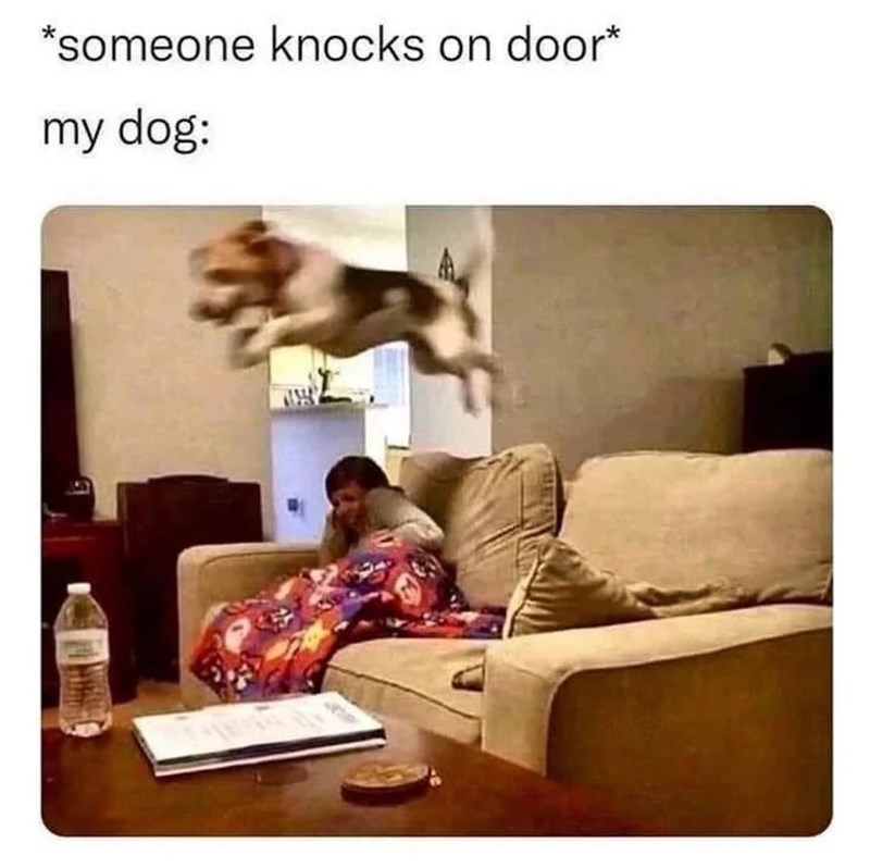 *someone knocks on door* my dog:
