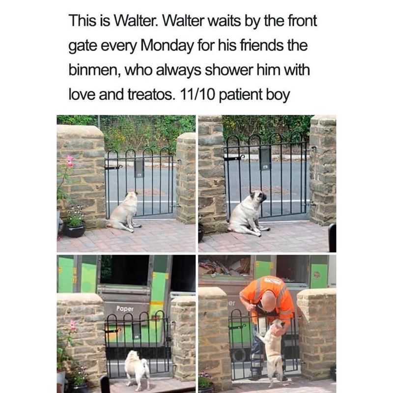This is Walter. Walter waits by the front gate every Monday for his friends the binmen, who always shower him with love and treatos. 11/10 patient boy er Paper