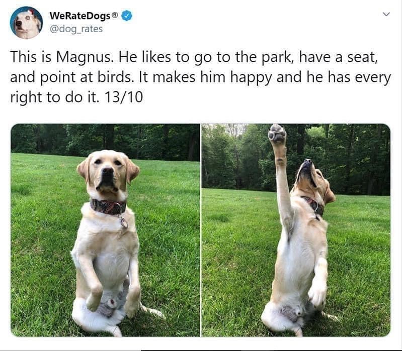 WeRateDogsⓇ @dog_rates This is Magnus. He likes to go to the park, have a seat, and point at birds. It makes him happy and he has every right to do it. 13/10