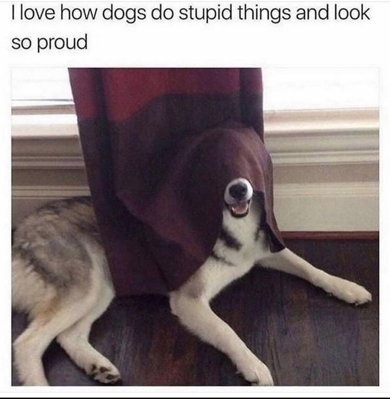 I love how dogs do stupid things and look so proud