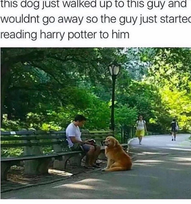 this dog just walked up to this guy and wouldnt go away so the guy just started reading harry potter to him