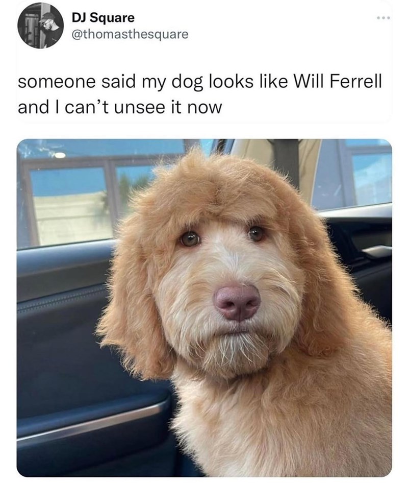 DJ Square @thomasthesquare someone said my dog looks like Will Ferrell and I can't unsee it now