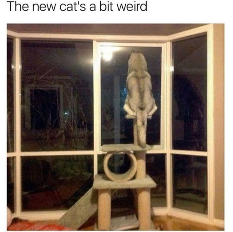 The new cat's a bit weird