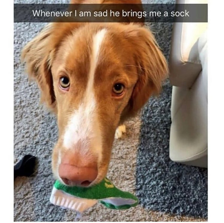 Whenever I am sad he brings me a sock
