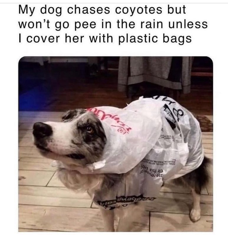 My dog chases coyotes but won't go pee in the rain unless I cover her with plastic bags Julegpero