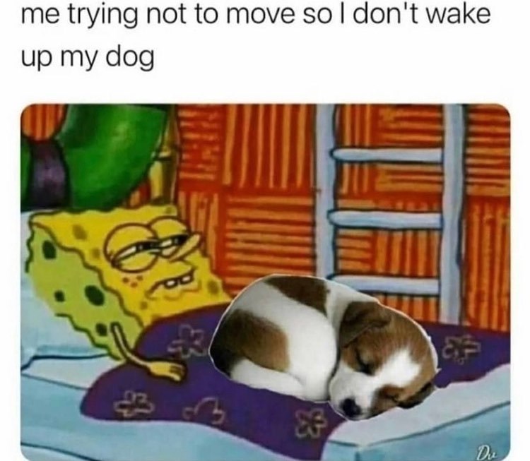 me trying not to move so I don't wake. up my dog 8 Du