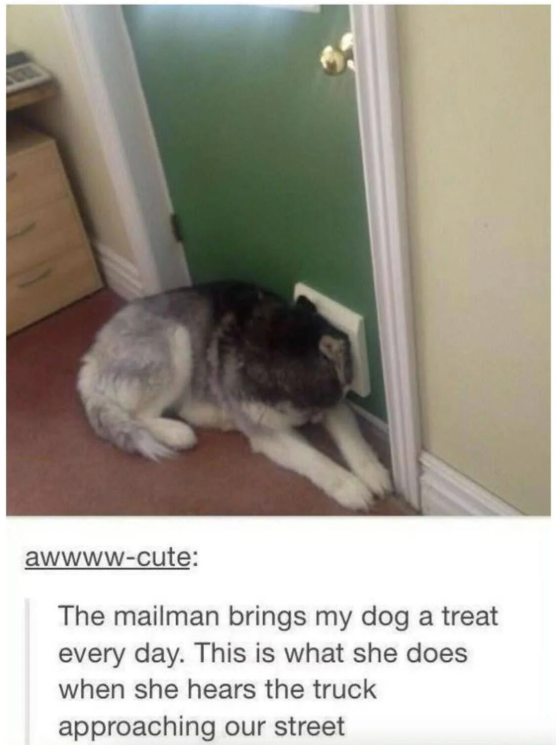 awwww-cute: The mailman brings my dog a treat every day. This is what she does when she hears the truck approaching our street