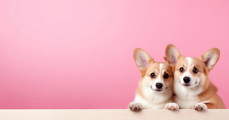 Two corgis smushed together 