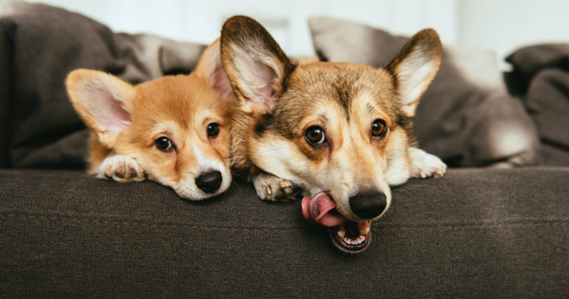 Two corgi dogs lying on a couch