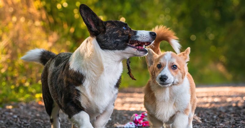 Black and white corgi and orange and white corgi walking through forest path