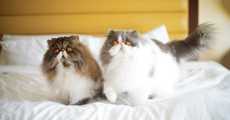 Two Persian cats sitting together on a bed