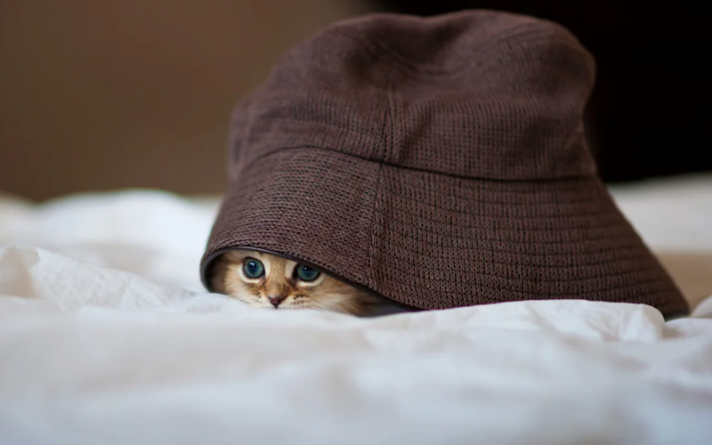 Cheezburger Image 10622817280