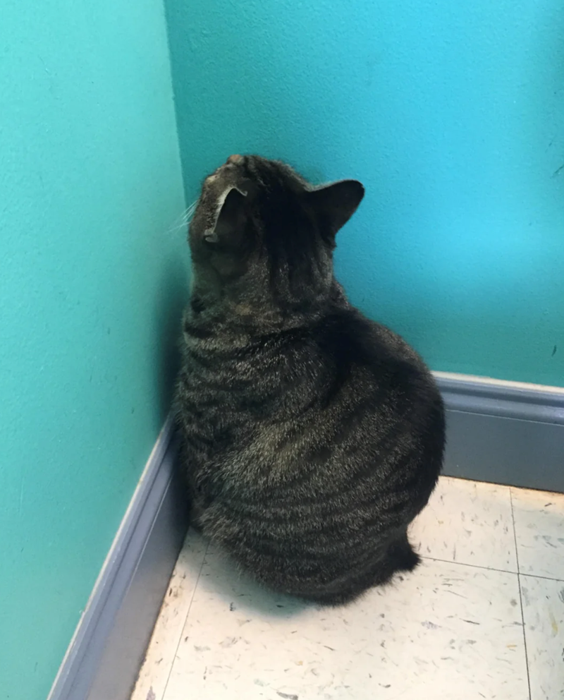 Cheezburger Image 10622817536