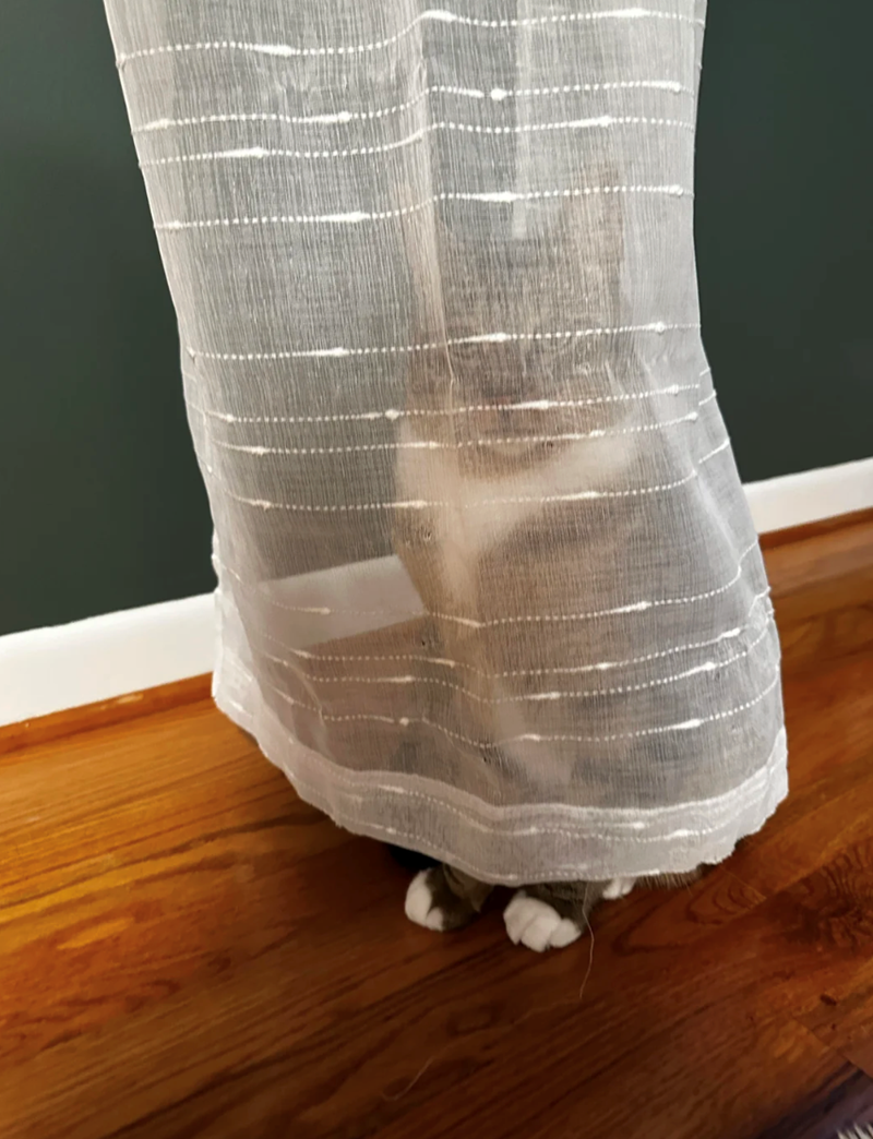 Cheezburger Image 10622817792