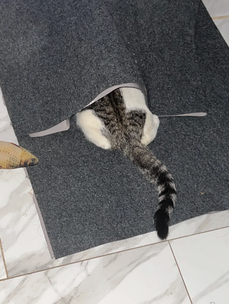 Cheezburger Image 10622818304