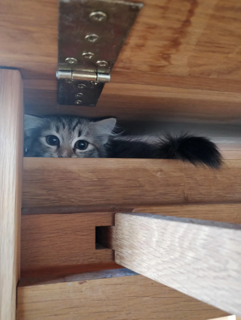 Cheezburger Image 10622818560