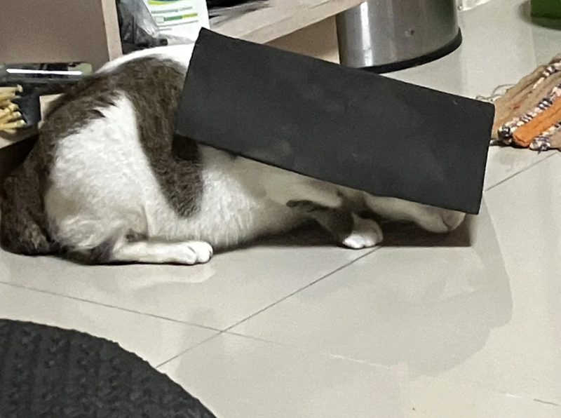 Cheezburger Image 10622818816