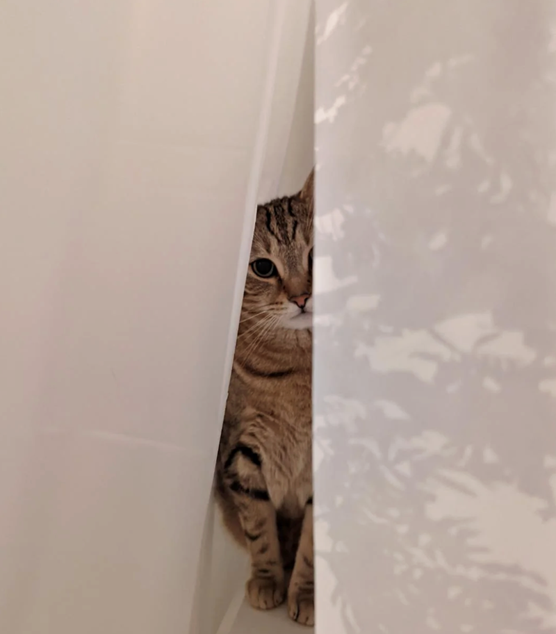 Cheezburger Image 10622819072