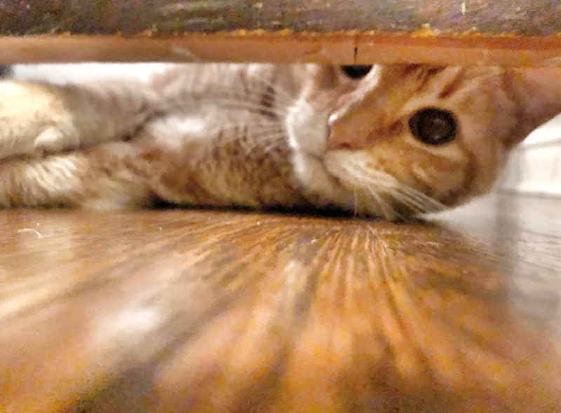 Cheezburger Image 10622819328