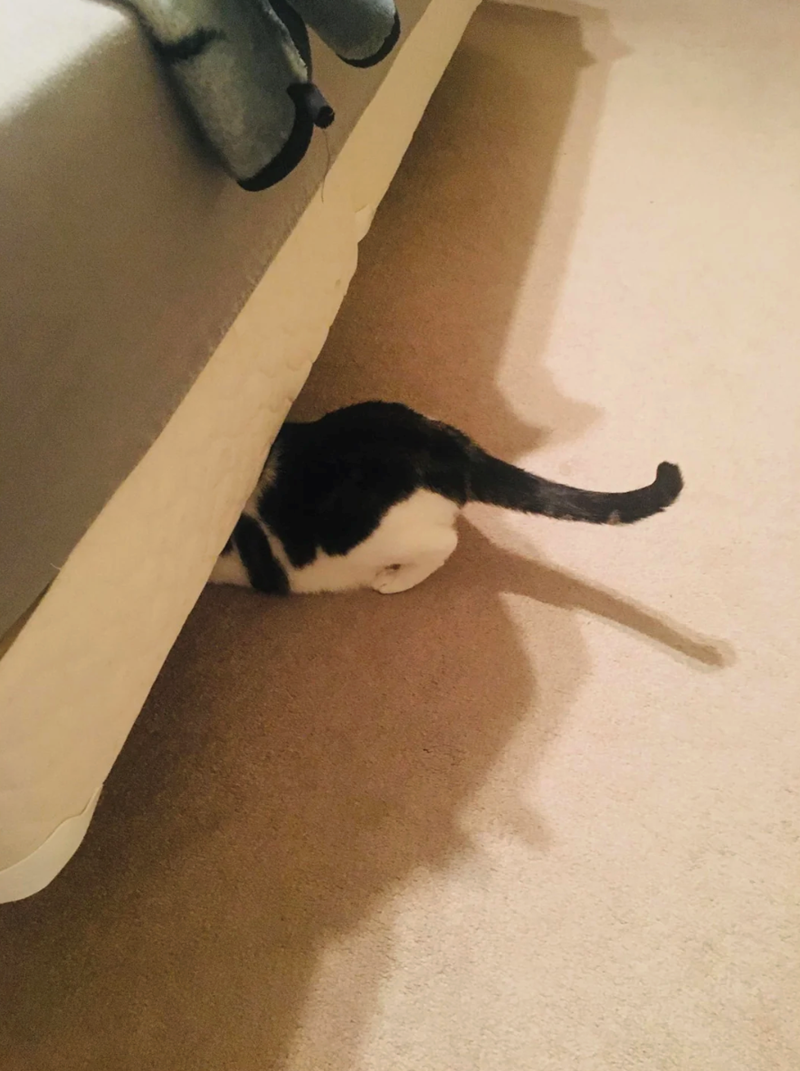 Cheezburger Image 10622819584