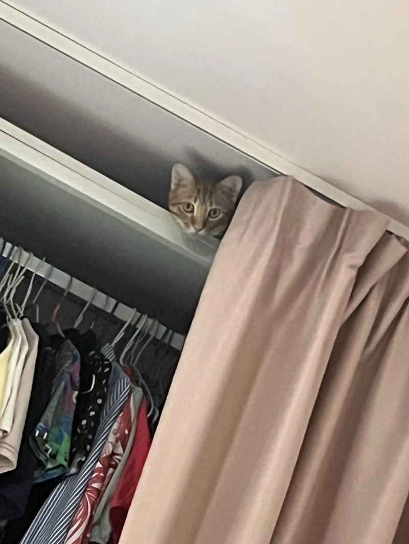 Cheezburger Image 10622819840