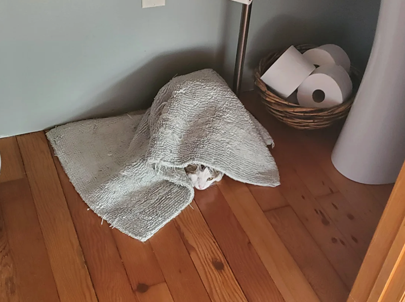 Cheezburger Image 10622820096