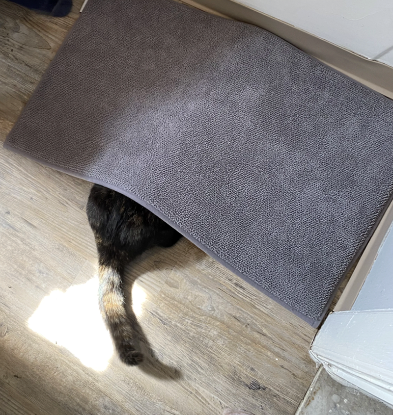 Cheezburger Image 10622820352