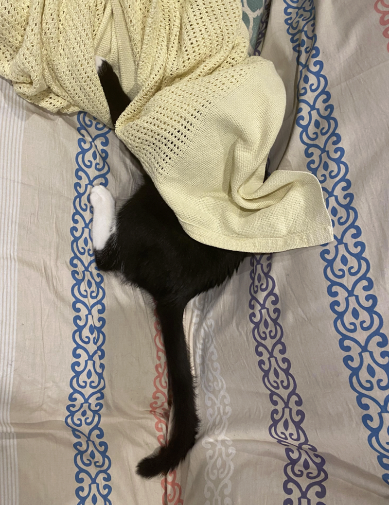 Cheezburger Image 10622820608