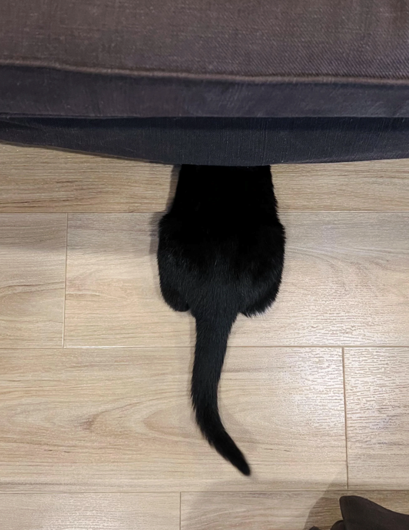 Cheezburger Image 10622820864