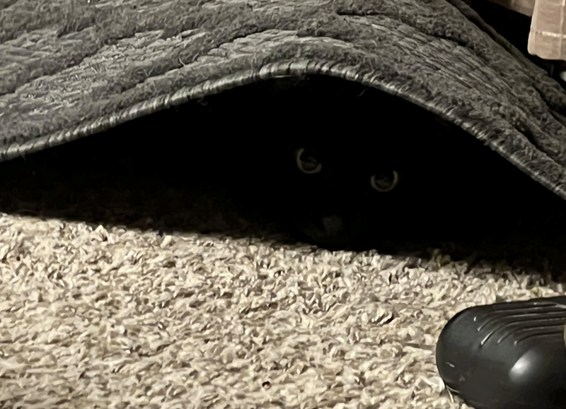 Cheezburger Image 10622821376