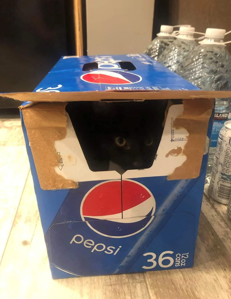 pepsi 36號 KLAND HMP