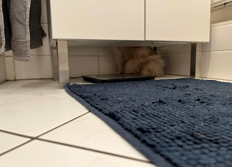 Cheezburger Image 10622821888