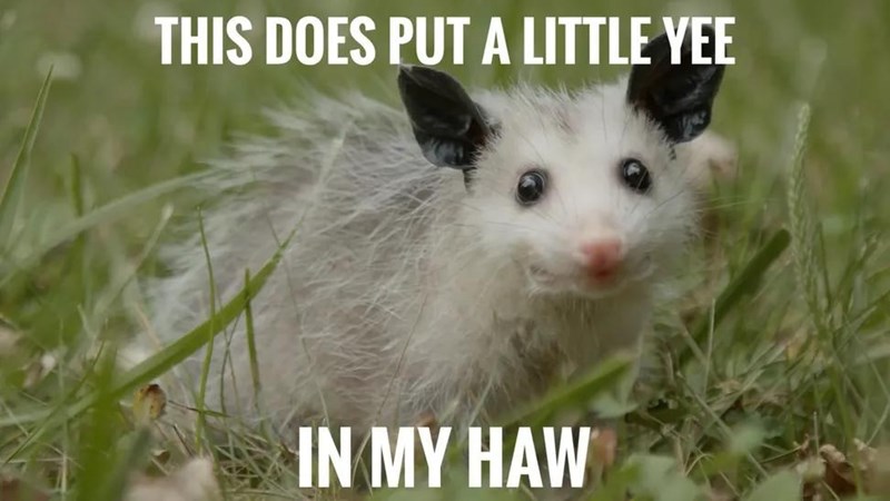 THIS DOES PUT A LITTLE YEE IN MY HAW