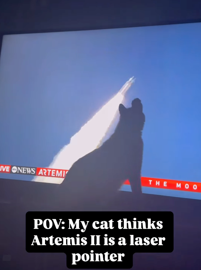 LIVE NEWS ARTEMI THE MOO POV: My cat thinks Artemis II is a laser pointer