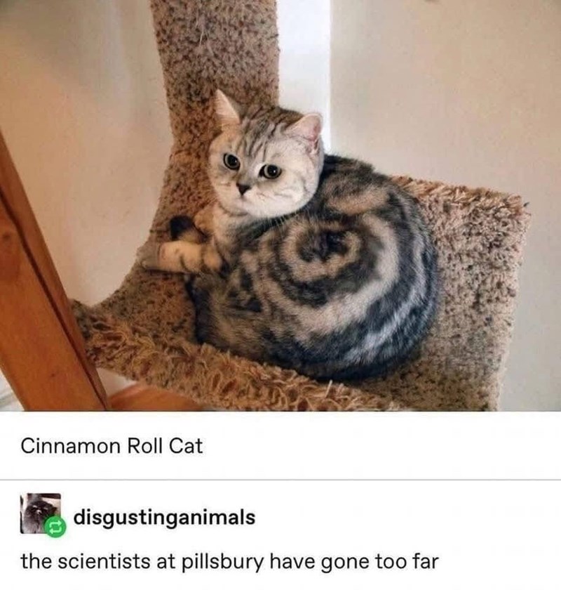 Cinnamon Roll Cat disgustinganimals the scientists at pillsbury have gone too far