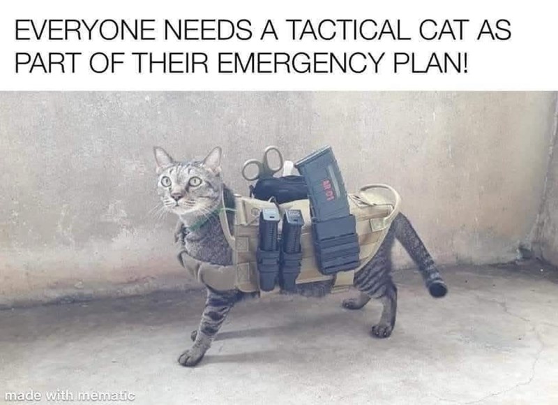 EVERYONE NEEDS A TACTICAL CAT AS PART OF THEIR EMERGENCY PLAN! made with mematic AR 01