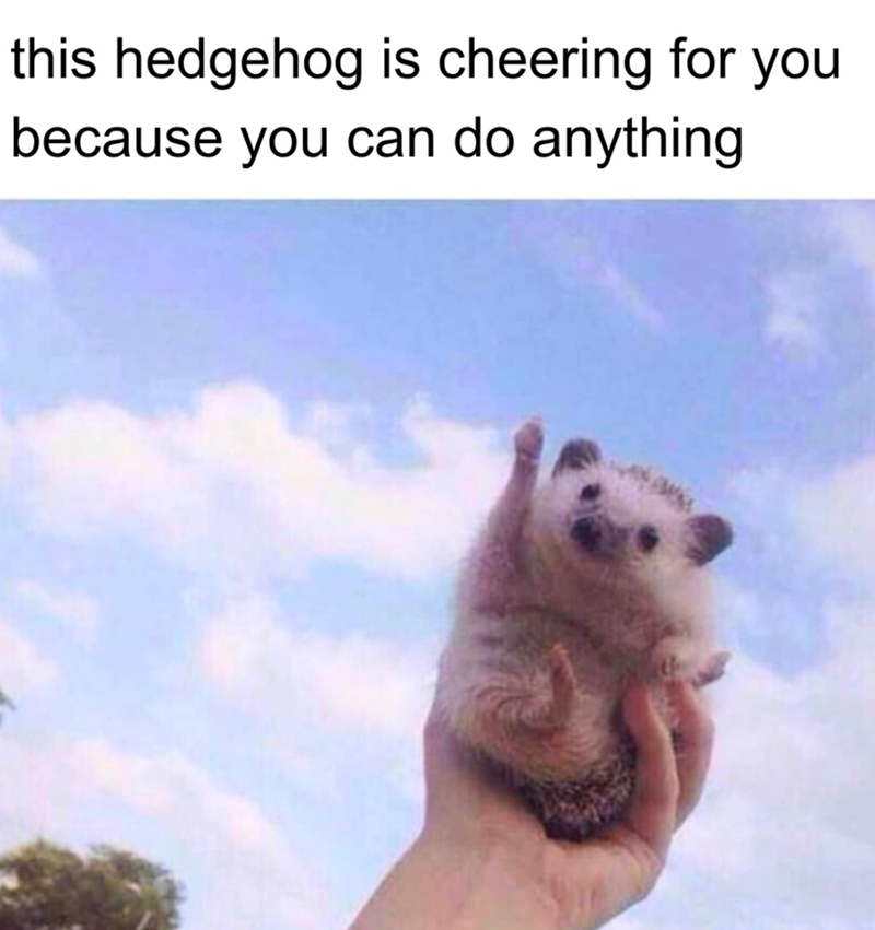 this hedgehog is cheering for you because you can do anything.