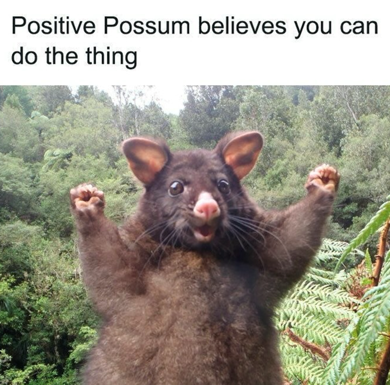 Positive Possum believes you can do the thing