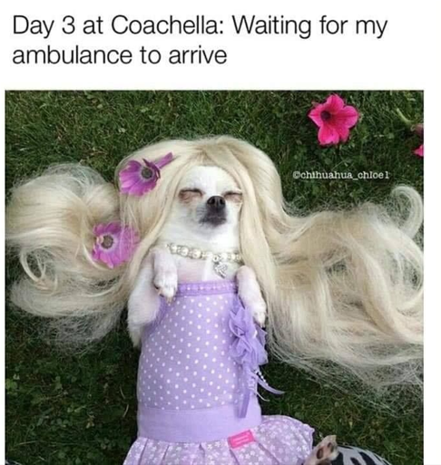 Day 3 at Coachella: Waiting for my ambulance to arrive Cchihuahua_chloel