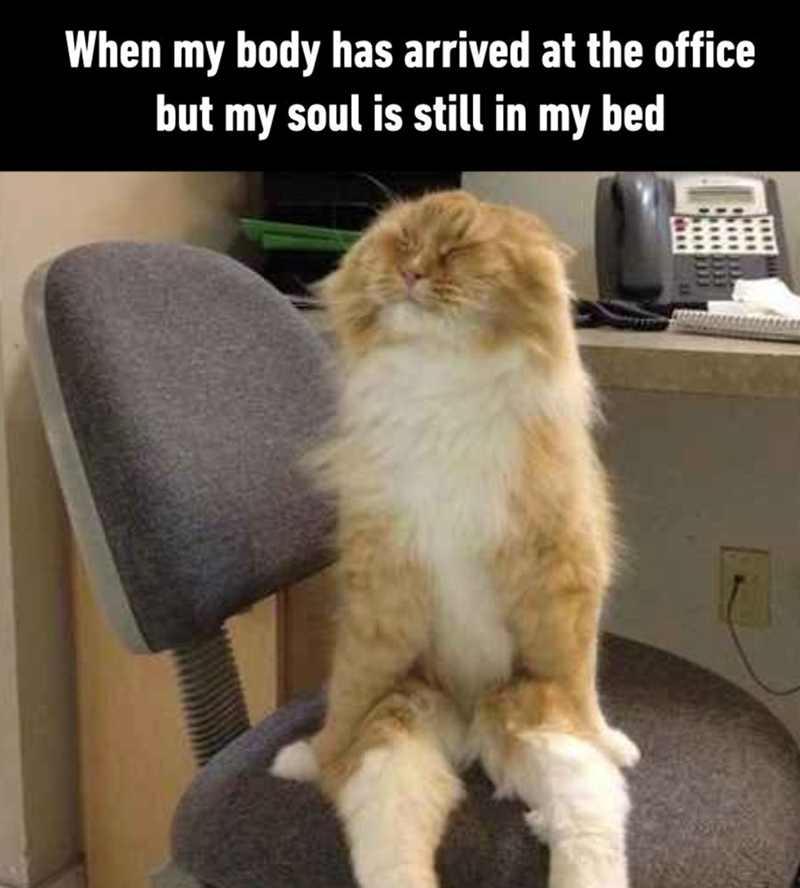 When my body has arrived at the office but my soul is still in my bed