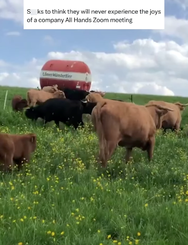 S ks to think they will never experience the joys of a company All Hands Zoom meeting Ulmer Münster Bier