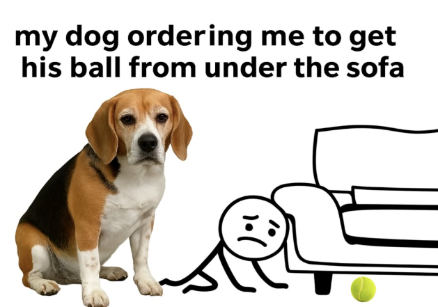 my dog ordering me to get his ball from under the sofa